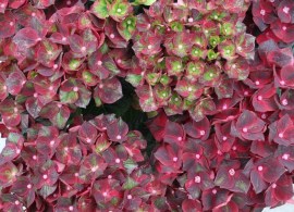 hydrangea macrophylla gortenziya krupnolistnaya royalty black knight chernyj rytsar